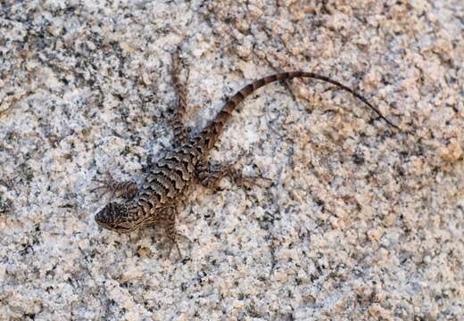 Imagem de Sceloporus occidentalis longipes Baird 1858