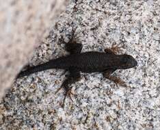 Sceloporus occidentalis longipes Baird 1858 resmi