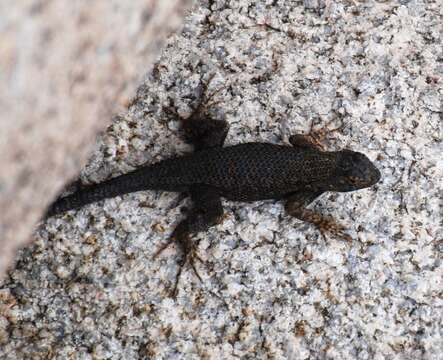 Imagem de Sceloporus occidentalis longipes Baird 1858