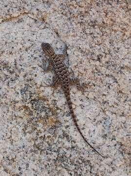 Sceloporus occidentalis longipes Baird 1858 resmi