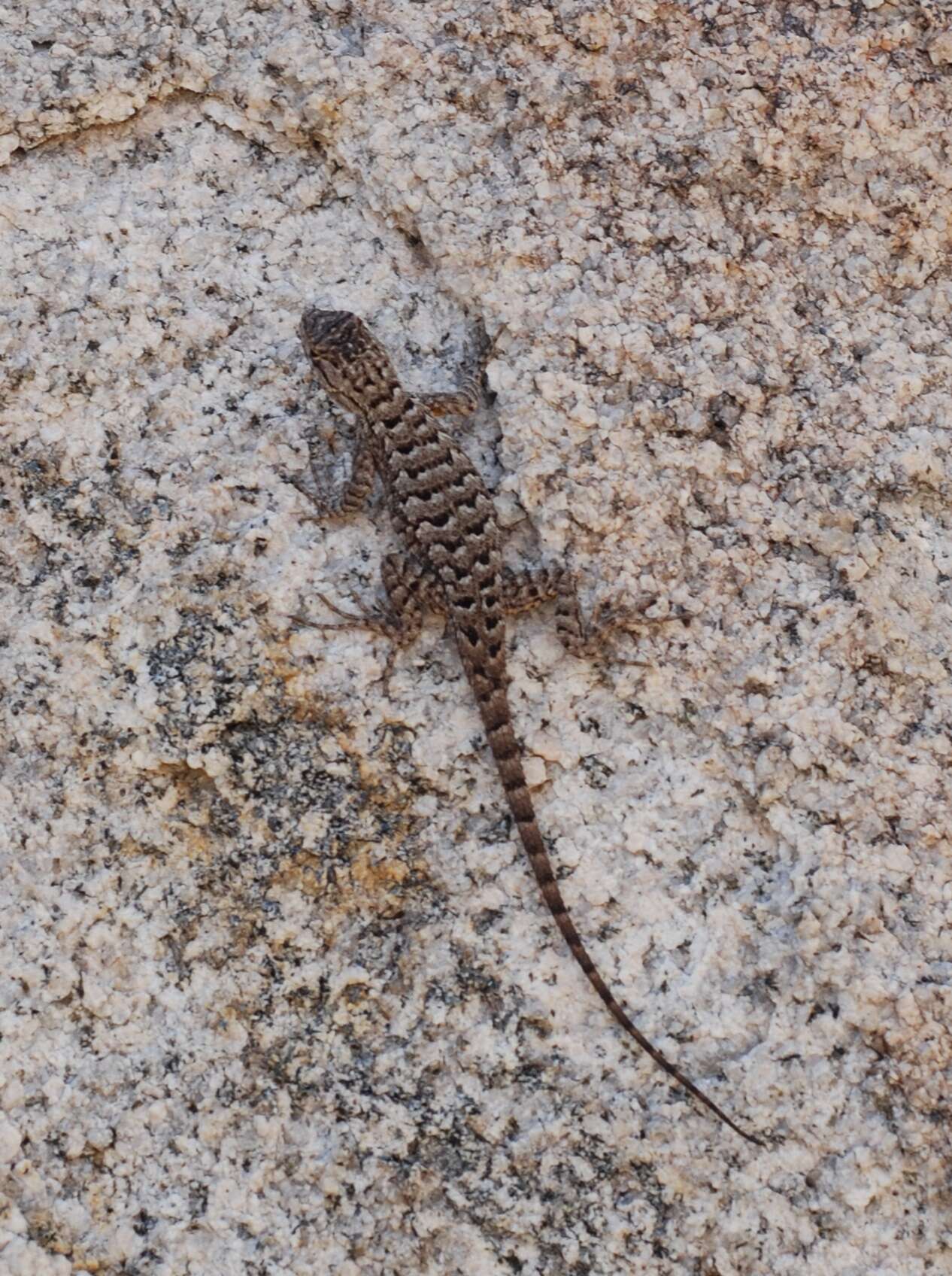 Sceloporus occidentalis longipes Baird 1858 resmi