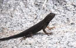 Sceloporus occidentalis longipes Baird 1858 resmi