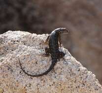 Sceloporus occidentalis longipes Baird 1858 resmi