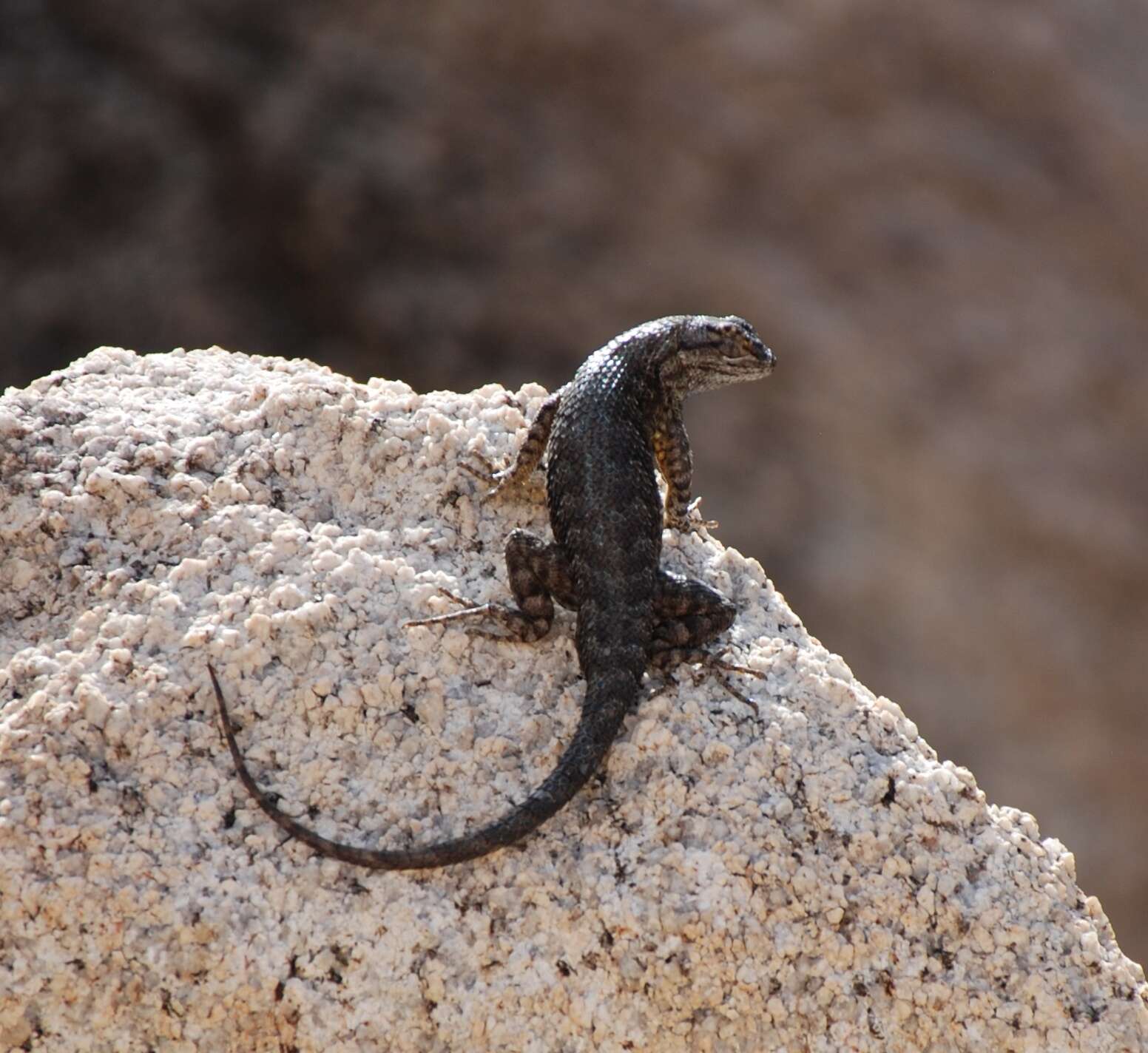 Image of Sceloporus occidentalis longipes Baird 1858