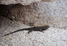 Image of Sceloporus occidentalis longipes Baird 1858