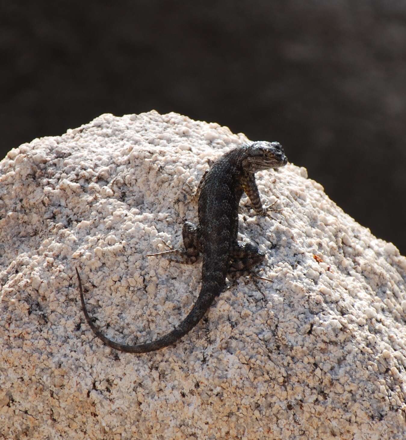 Sceloporus occidentalis longipes Baird 1858 resmi