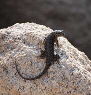 Image of Sceloporus occidentalis longipes Baird 1858