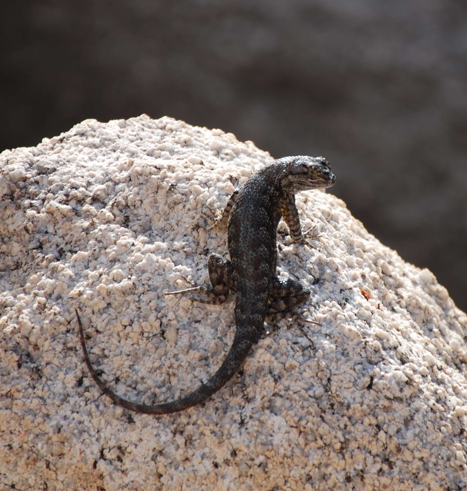 Sceloporus occidentalis longipes Baird 1858 resmi