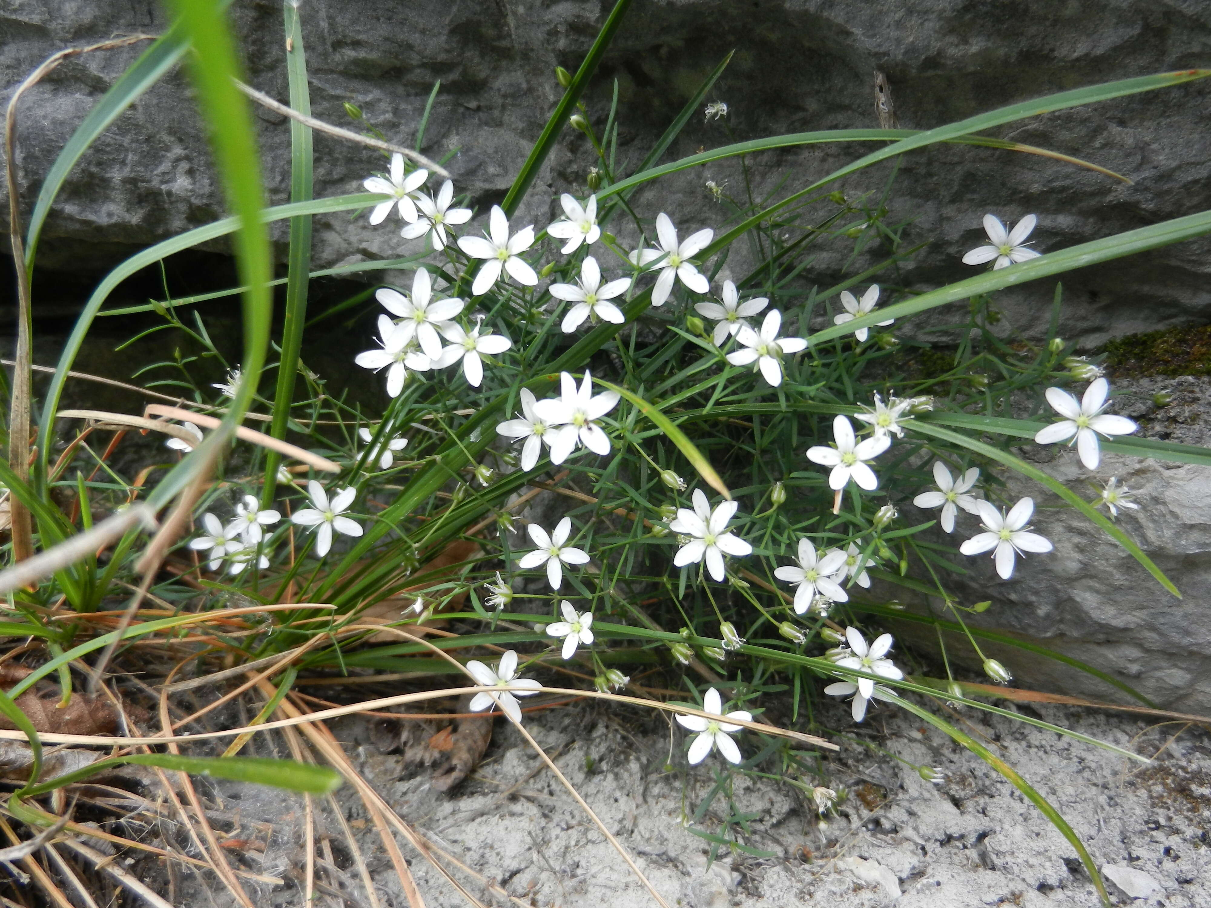 Слика од Moehringia villosa (Wulfen) Fenzl