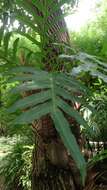 Image of basket fern