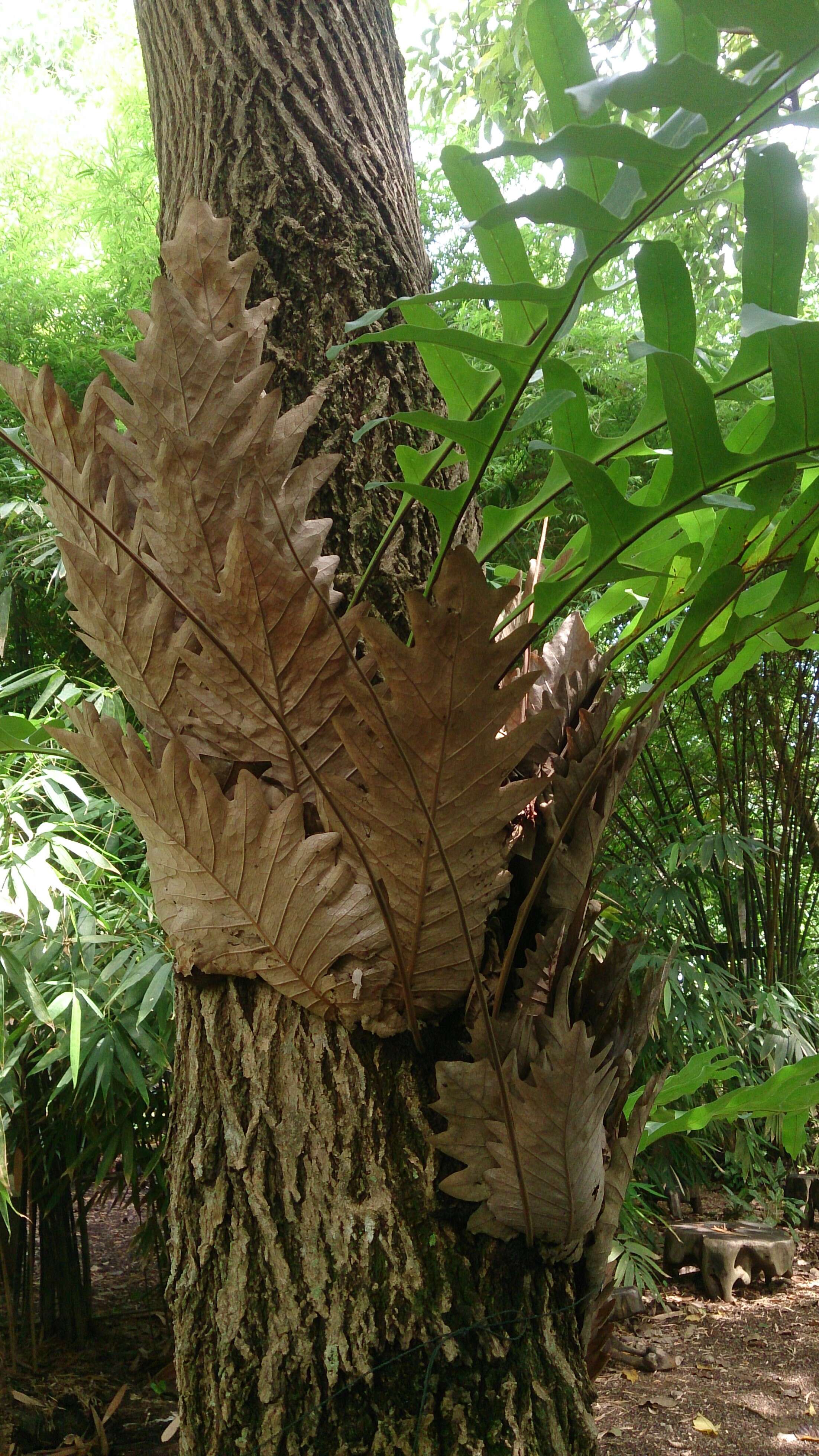 Image of basket fern