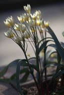 Image of Tulipa bifloriformis Vved.