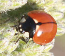 صورة Coccinella californica Mannerheim 1843