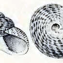 Image of Clanculus rubicundus