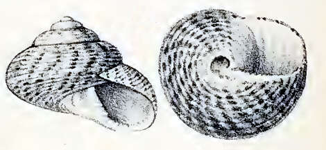 Image of Clanculus rubicundus