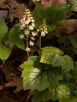 Image of Heartleaved foamflower