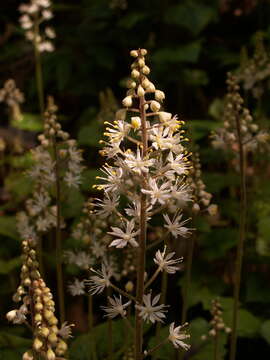 Image of Heartleaved foamflower