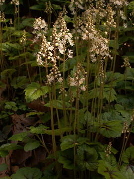 Image of Heartleaved foamflower