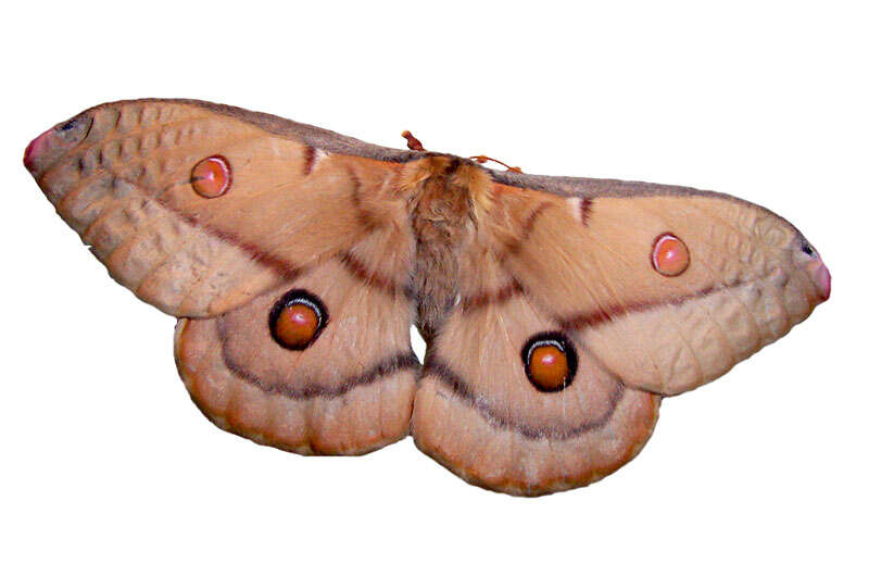 Image of Opodiphthera eucalypti