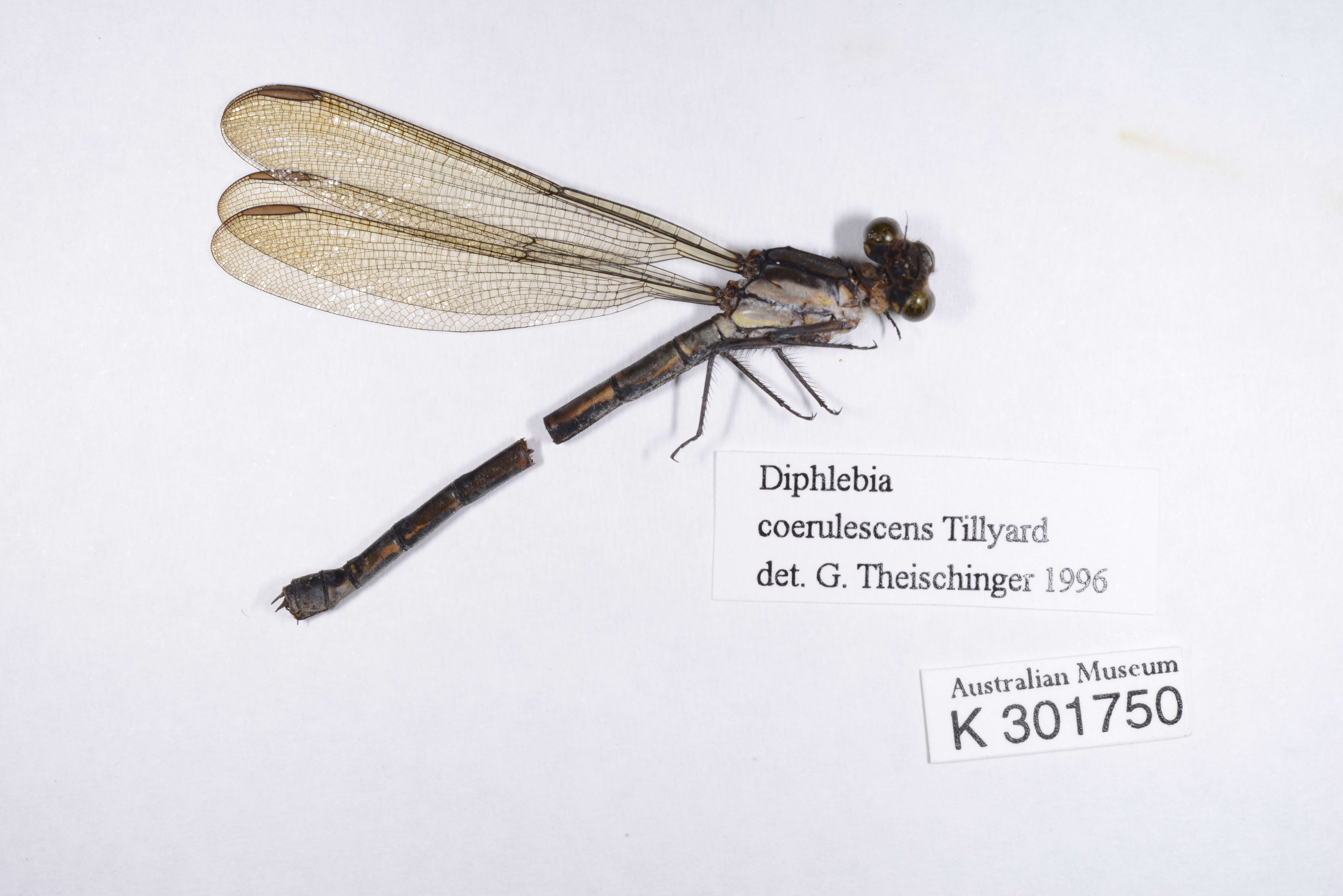 Image of Diphlebia coerulescens Tillyard 1913