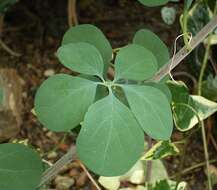 Image of desert rose