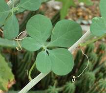 Image of desert rose