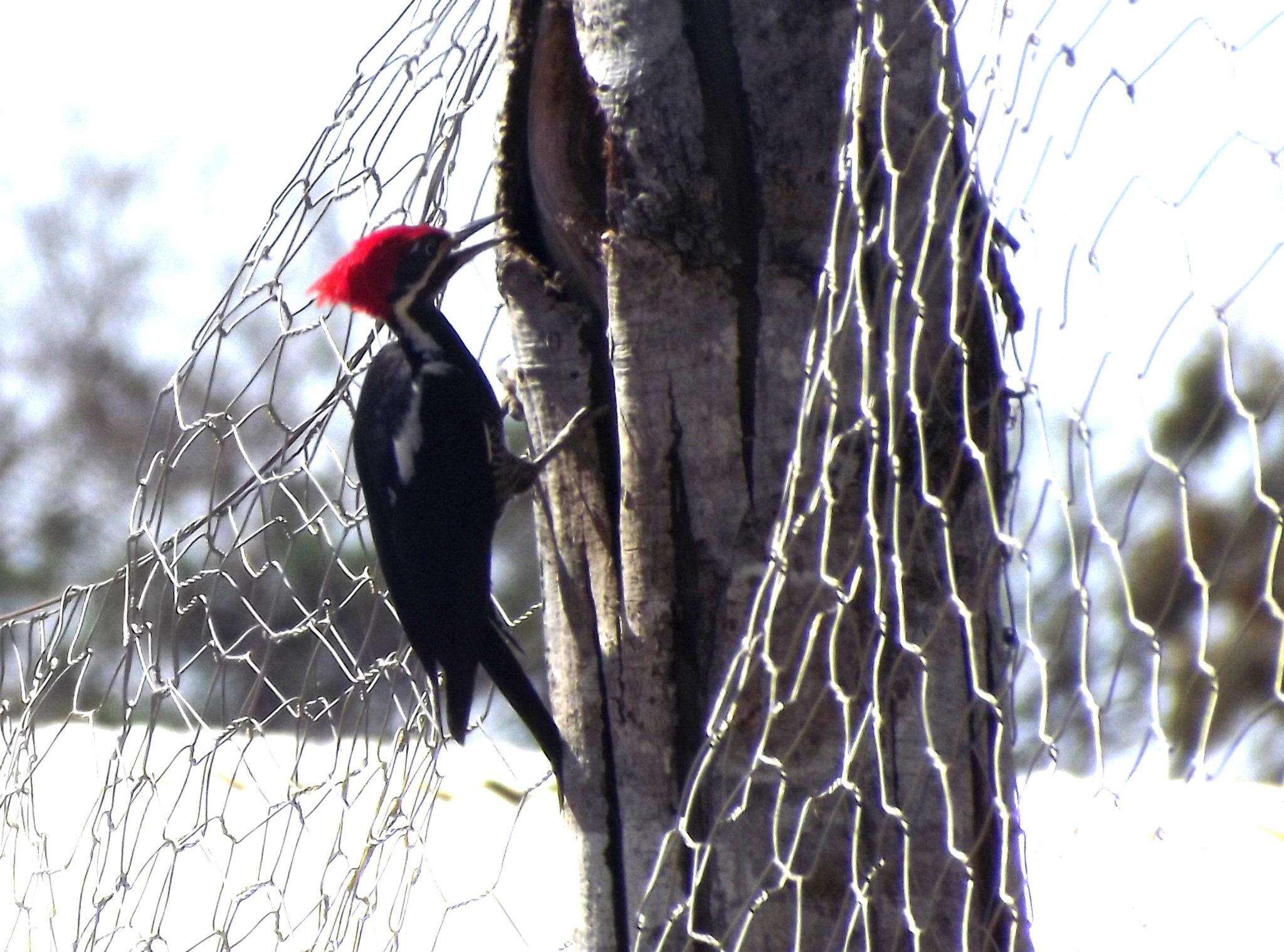 Image of Lineated Woodpecker