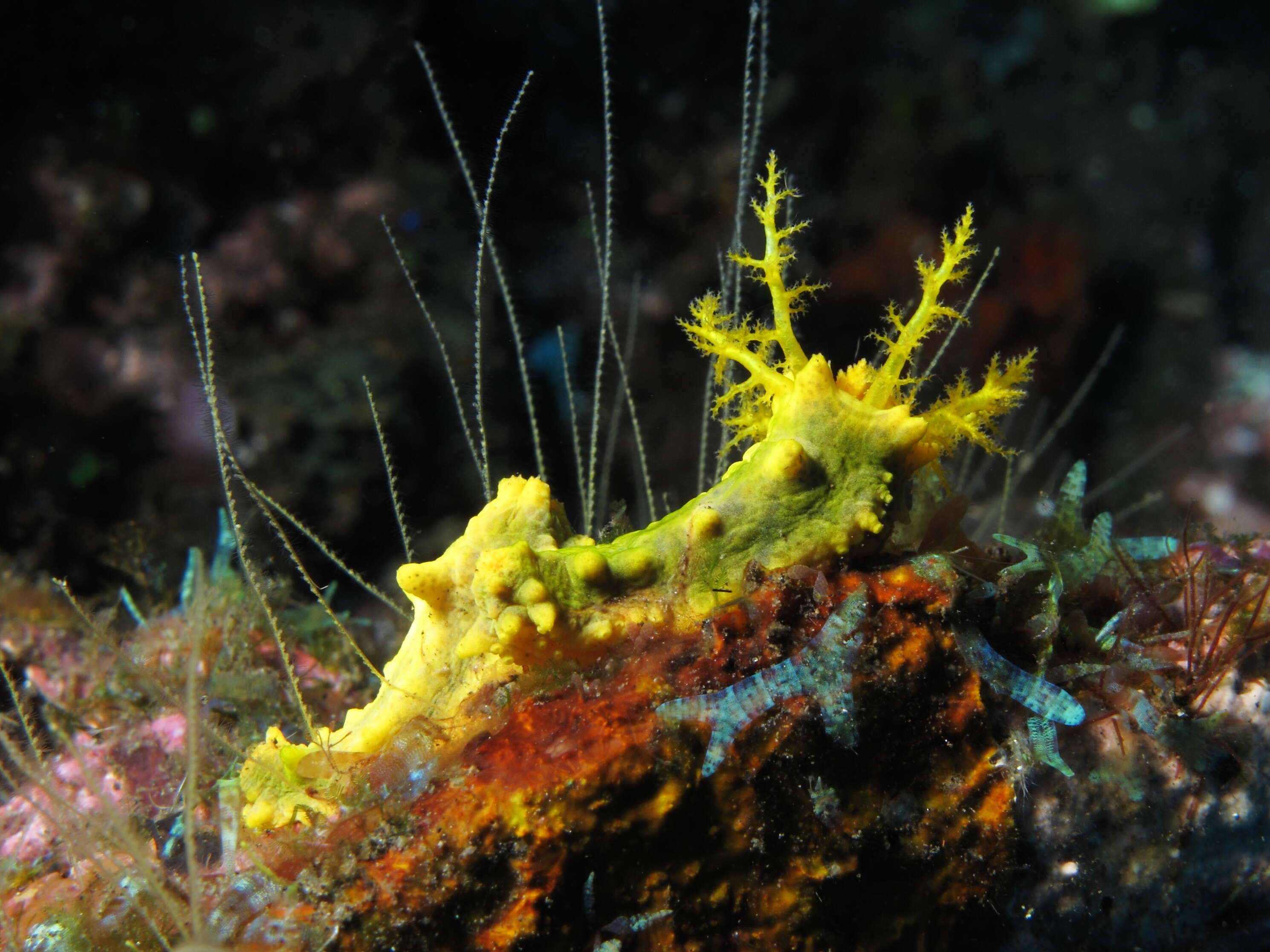 Image of robust sea cucumber