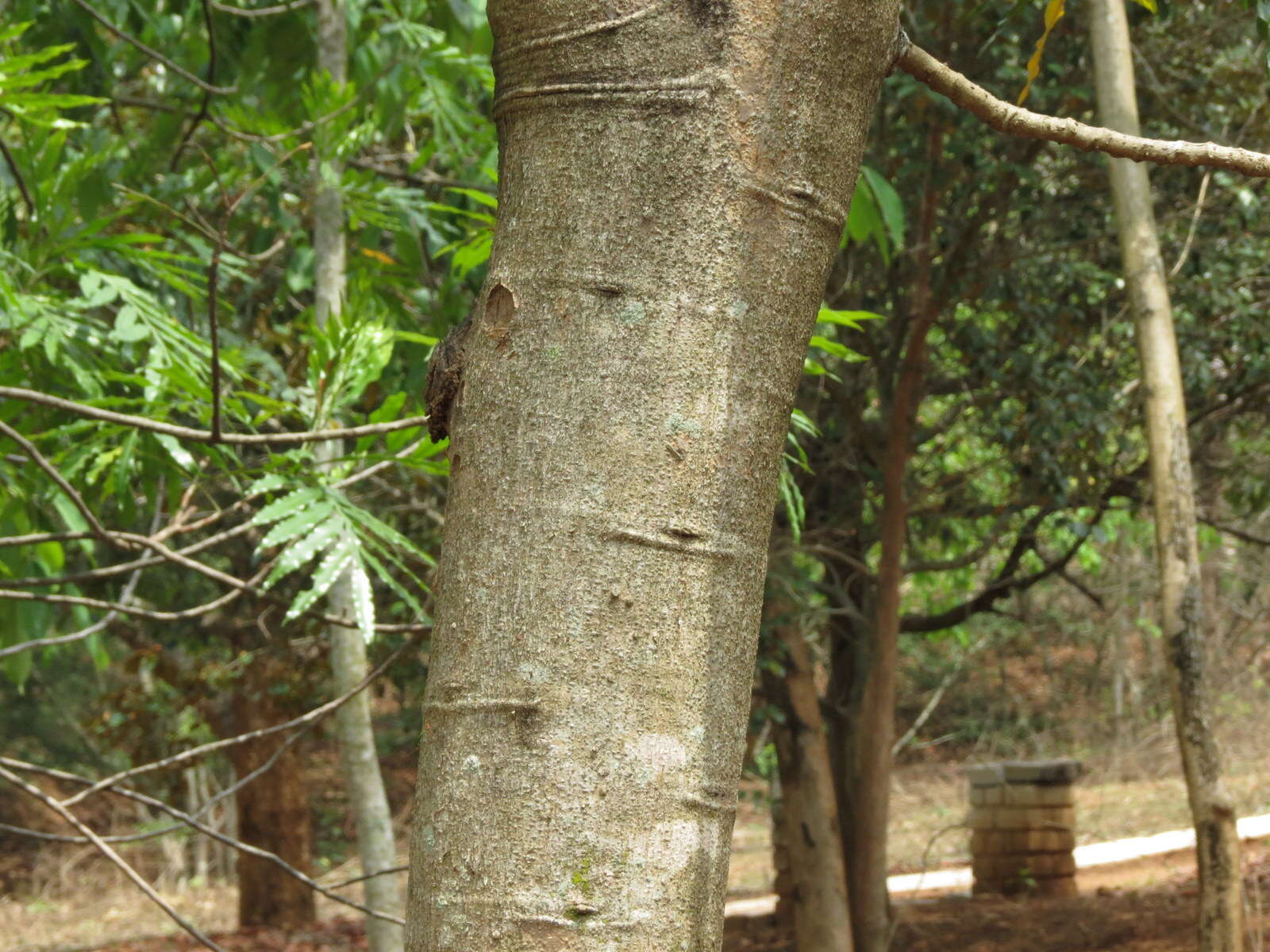 Plancia ëd Xylia xylocarpa (Roxb.) Taub.