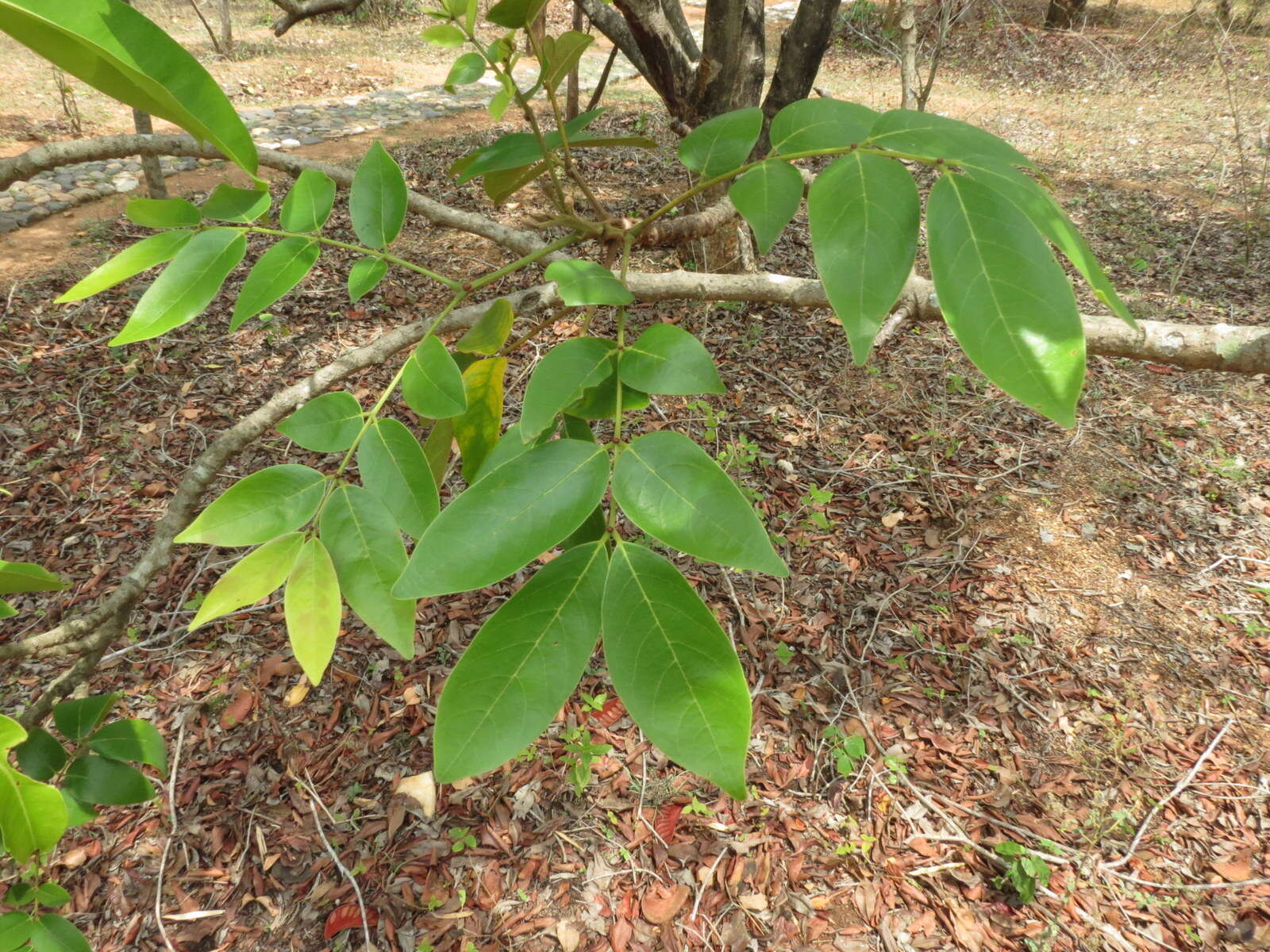 Plancia ëd Xylia xylocarpa (Roxb.) Taub.