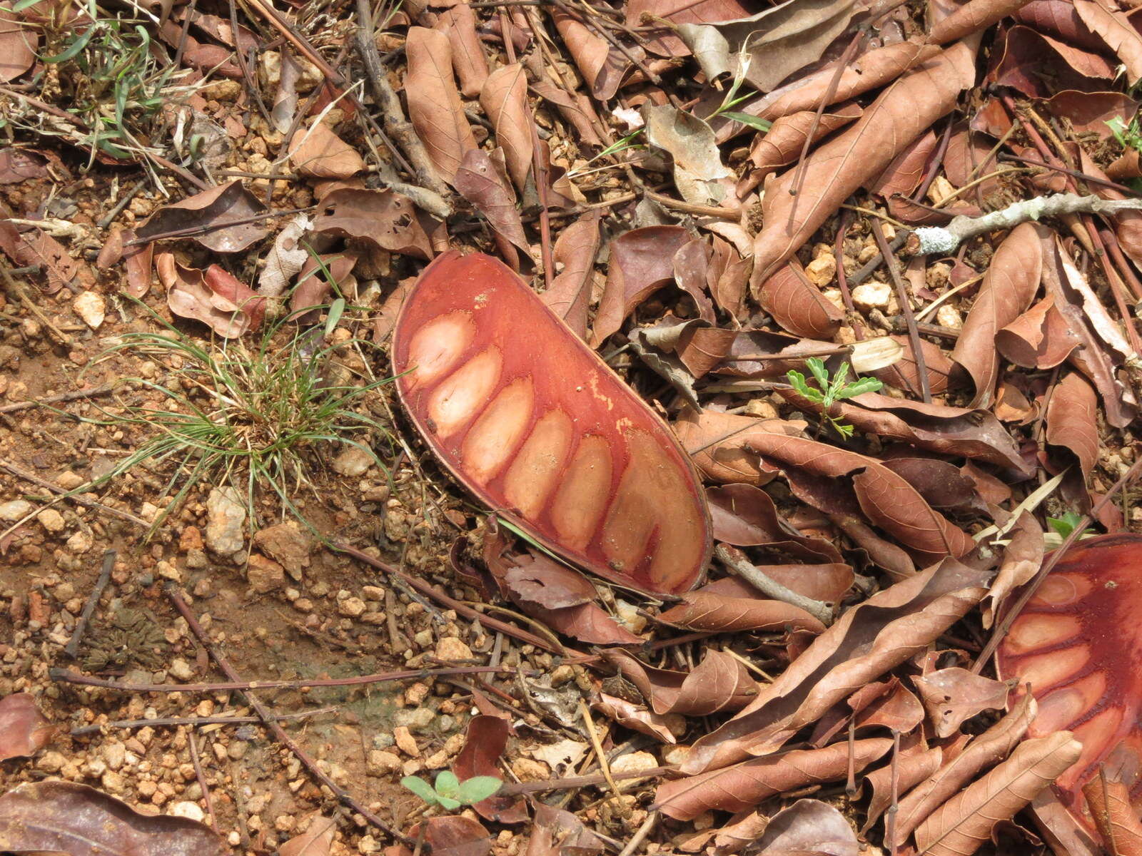 Слика од Xylia xylocarpa (Roxb.) Taub.