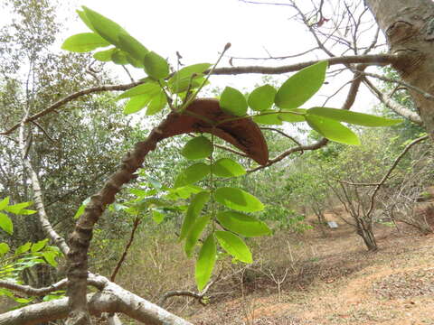 Слика од Xylia xylocarpa (Roxb.) Taub.