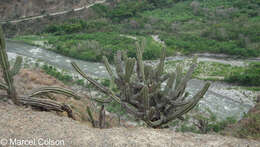 Image of Cereus fricii Backeb.