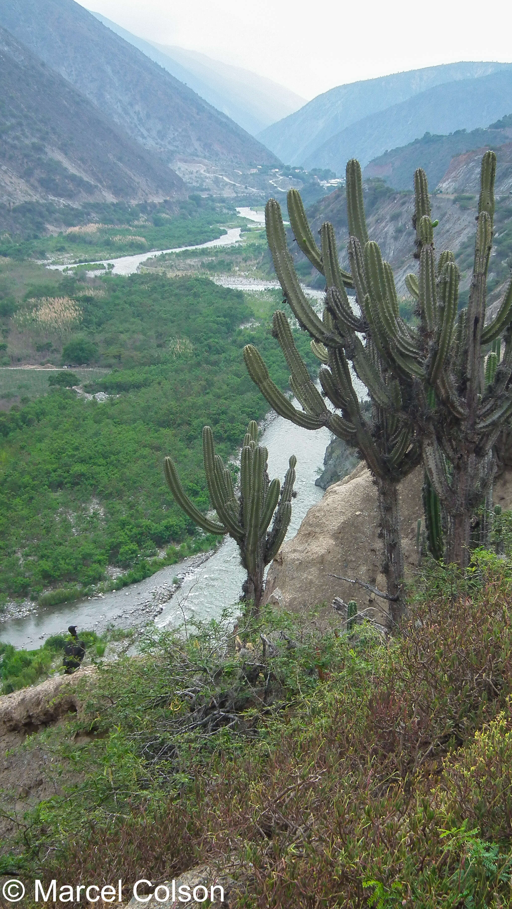 Image of Cereus fricii Backeb.