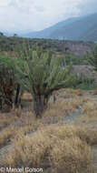 Image of Cereus fricii Backeb.