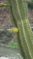 Image of Cereus fricii Backeb.