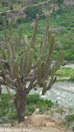 Image of Cereus fricii Backeb.