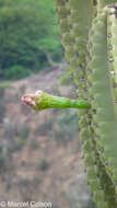 Image of Cereus fricii Backeb.