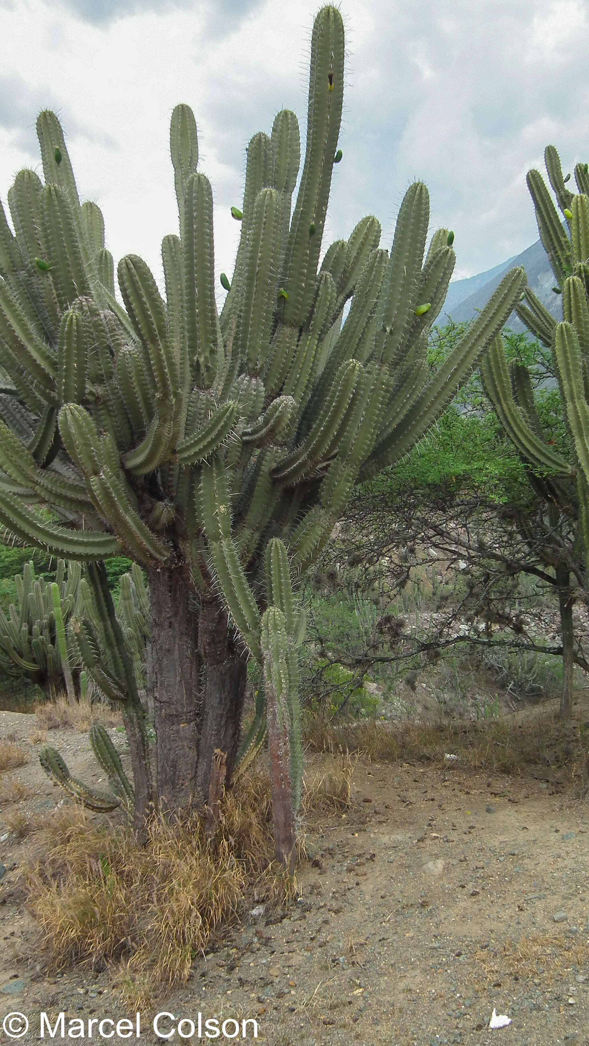 Image of Cereus fricii Backeb.