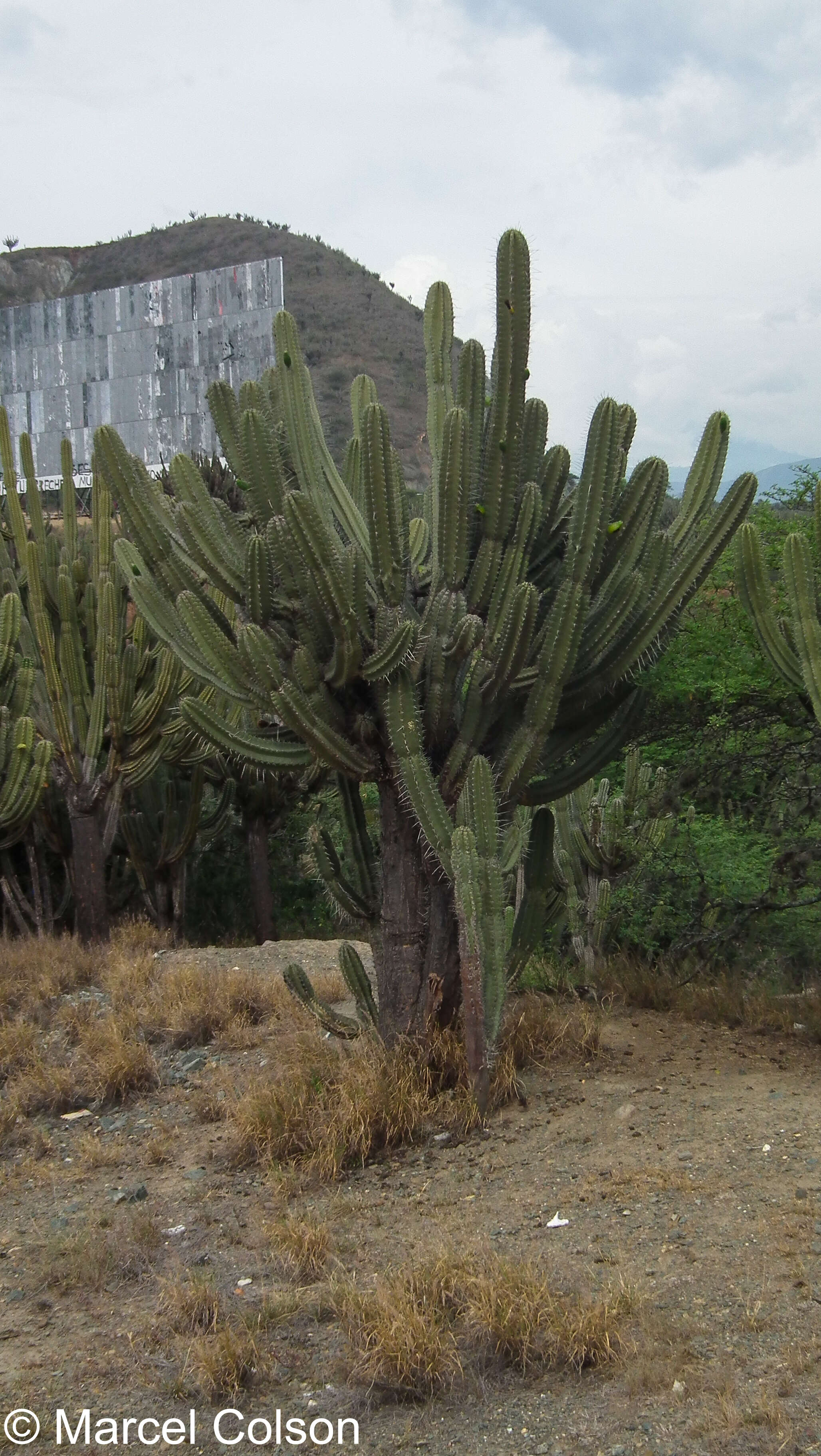 Image of Cereus fricii Backeb.