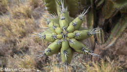 Image of Cereus fricii Backeb.