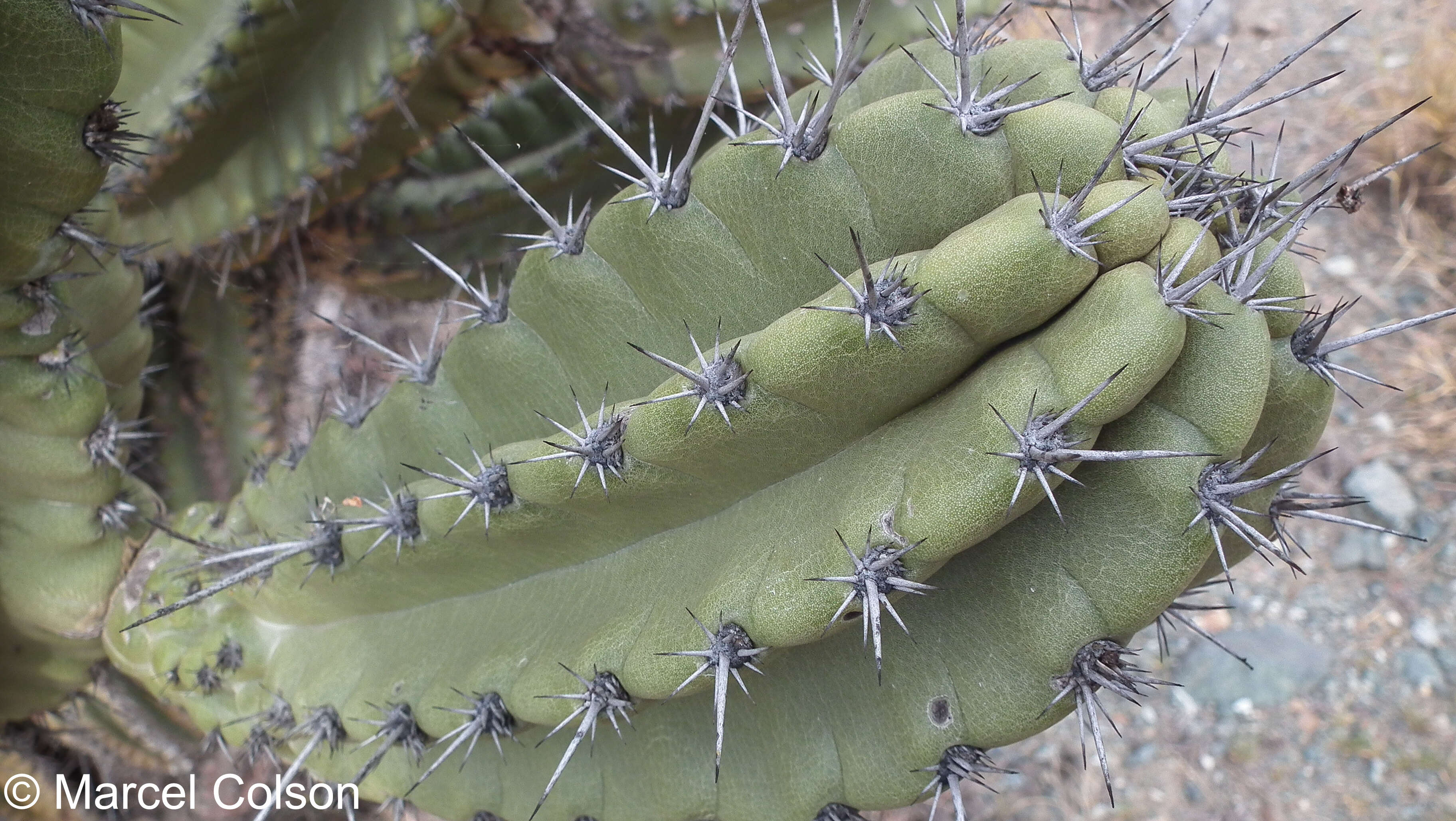 Image of Cereus fricii Backeb.