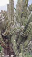 Image of Cereus fricii Backeb.