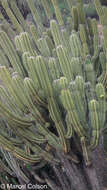 Image of Cereus fricii Backeb.