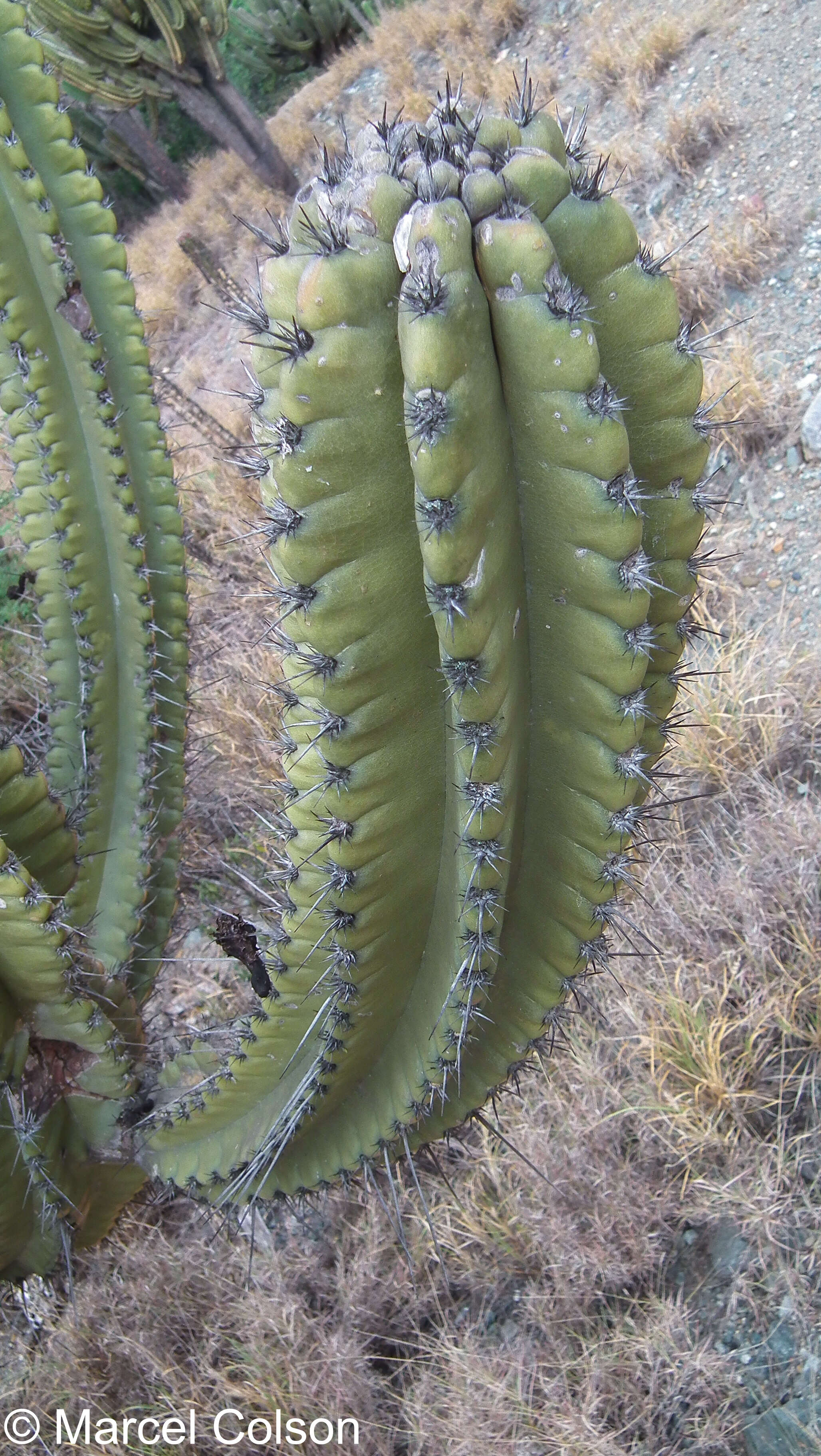 Image of Cereus fricii Backeb.