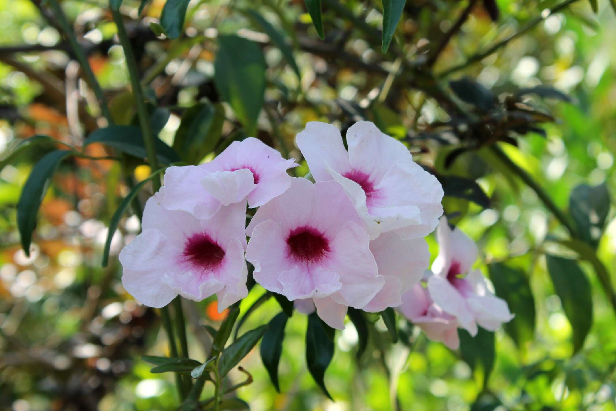 Image of Native Jasmine