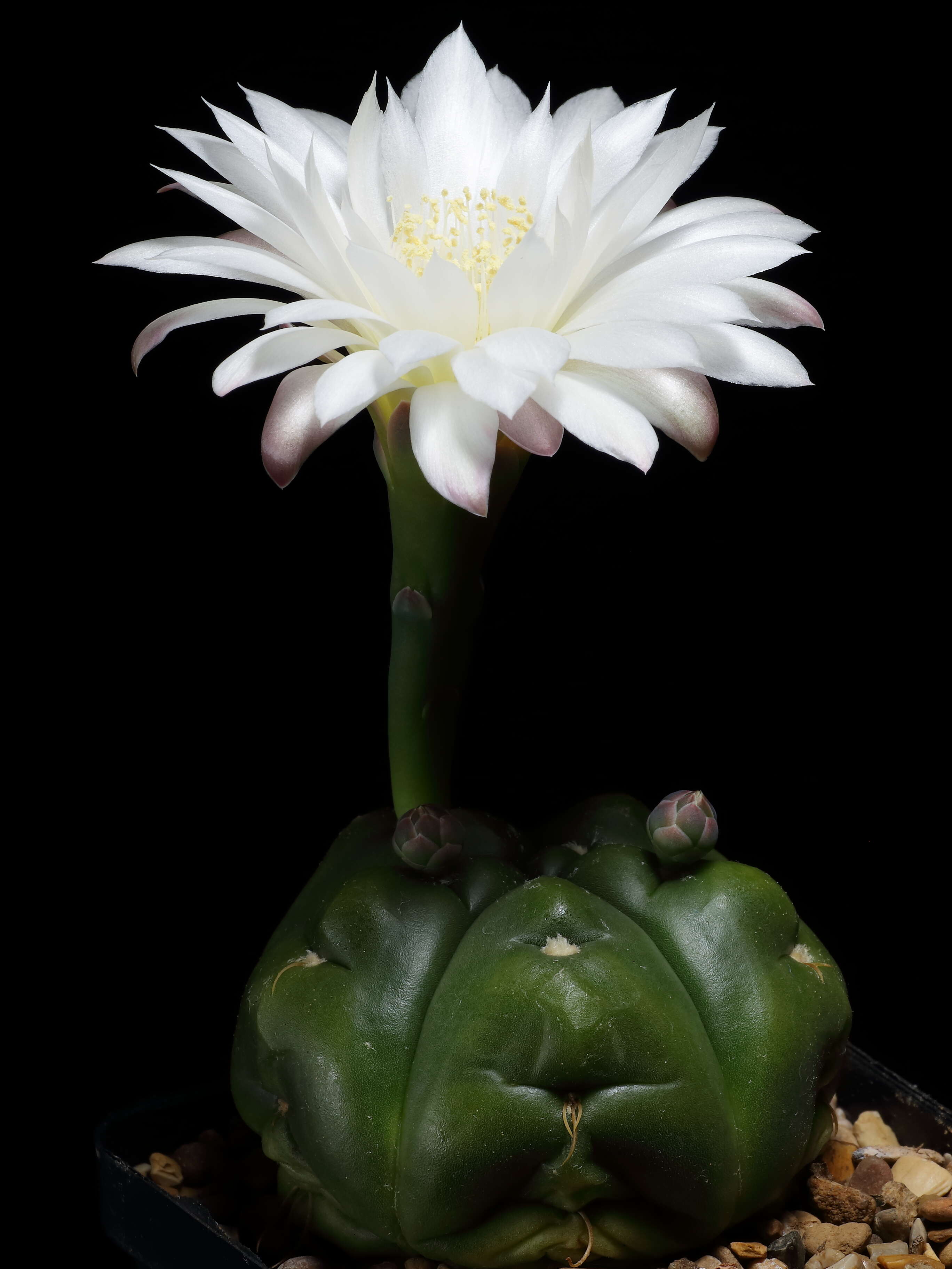 Image of Gymnocalycium denudatum (Link & Otto) Pfeiff. ex Mittler