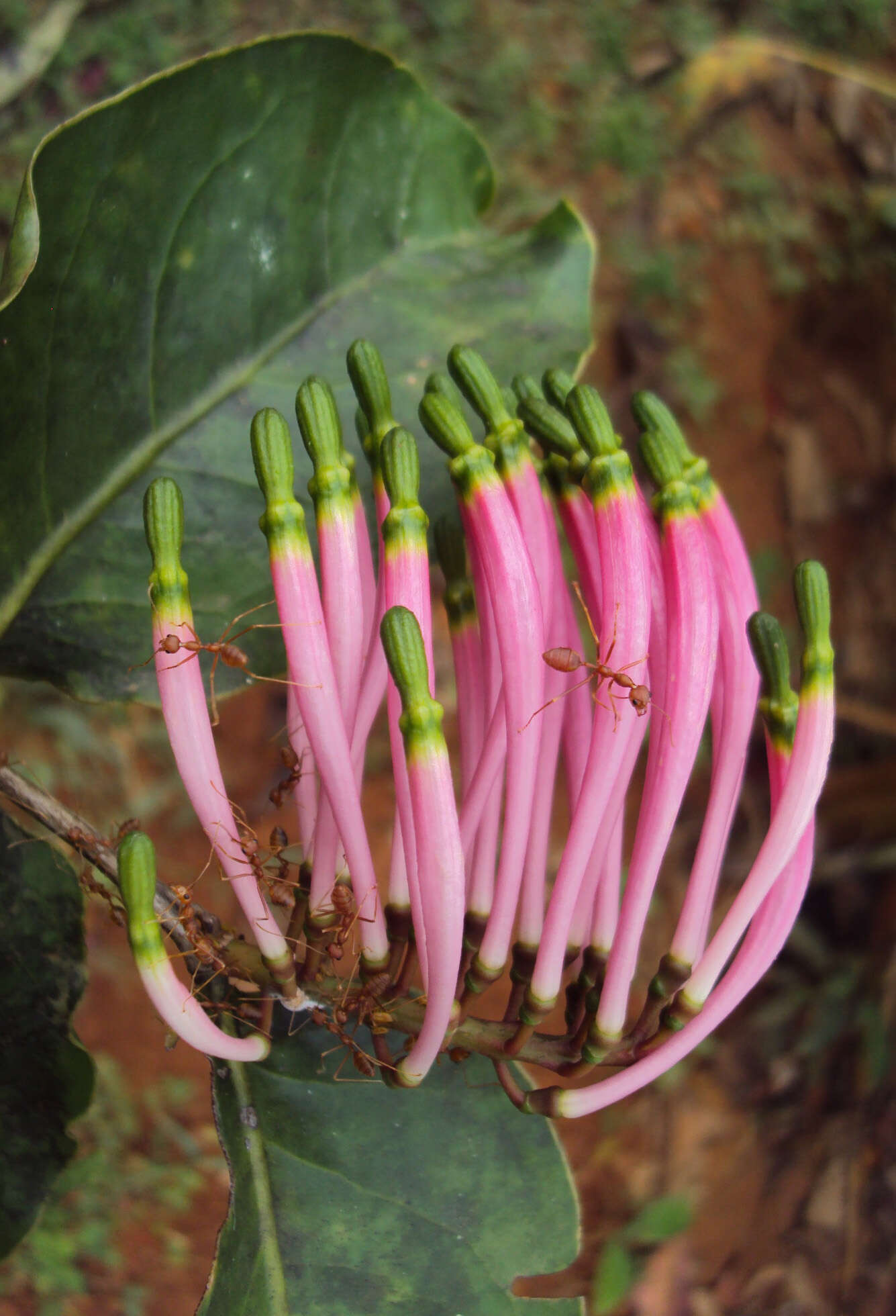 Image of Dendrophthoe falcata (L. fil.) Bl.