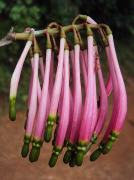 Image of Dendrophthoe falcata (L. fil.) Bl.