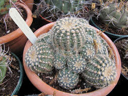 Image of Gymnocalycium bruchii (Speg.) Hosseus